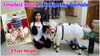 Meet The Smallest Cows @ Nadipathy goshala  #flute #cow #miniature #viral #reels #youtube #farming