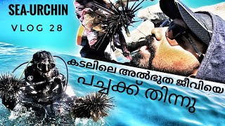 കടലിലെ അത്ഭുത ജീവിയെ പച്ചയ്ക്ക് തിന്നു😋😋😋/SEA-Urchin raw eatable?????