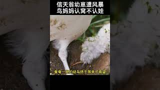 信天翁幼崽遭遇風暴掉出鳥窩，鳥媽媽只認窩不認識娃