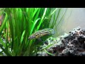 Tank Raised Convict Julie (Julidochromis regani) - 150 Gallon Freshwater tank