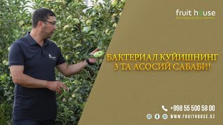 Бактериал куйишнинг 3 та асосий сабаби!#agro #agronomia #agrar