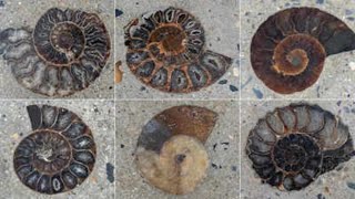 Fossils dating back 66 million years found outside Bangkok Mall.