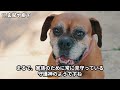 【完全解説】犬が眠る場所で読み解く性格と心理11選