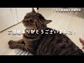 【100歳お猫さま】シニア猫ってここが可愛い