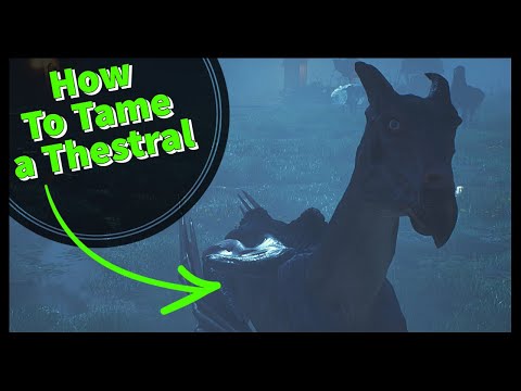 How to tame a THESTRAL in Hogwarts Legacy