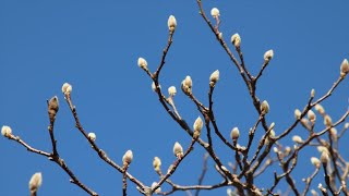 T375　2025年1月14日　　ハクモクレン　　　音楽　サンライズ・サンセット　　　南部丘陵公園　　たか鷹短信