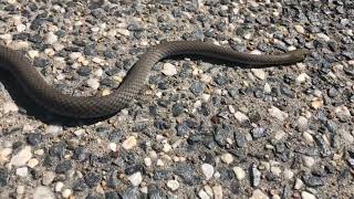 Two Yellow Faced Whip Snakes