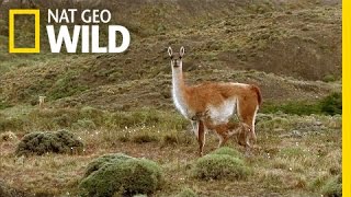 Frolicking Baby Guanacos | Extreme Survivors