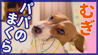 【わんこ】パパの枕が大好きすぎるおもしろジャックラッセルテリアのむぎの巻【犬動画】