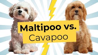 Maltipoo vs. Cavapoo – Which One is Actually Better?🐶