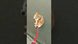 【柴犬あん】カイカイがとまらない。#shibainu #shorts