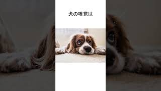 犬の驚くべき雑学#shorts