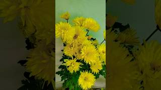 #yellow#flowers #enjoy#youtube #shortvideo 😍😍