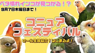 ［新座店］9/7まで！？ベタ慣れさん大集合！コニュアフェスティバル！