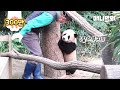 엄마 판다가 아기 판다를 사랑하는 특별한 방법ㅣSpecial Way Of How Mama Panda Loves Her Baby