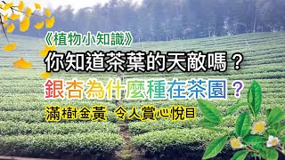 銀杏、茶樹花｜季節限定｜還有你不一定知道的小知識