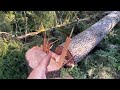 The dangers of being a Lumberjack