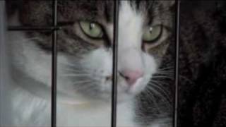 Noah's Wish: Rescuing Animals from Disasters