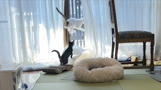 【猫】猫はやっぱりねずみが好き？