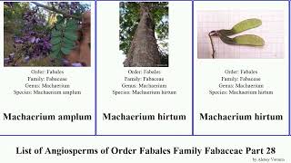 List of Angiosperms of Order Fabales Family Fabaceae Part 28 lotus lupinus medicago machaerium low