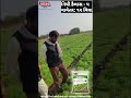 નિધી કૈલાસ ૫ nidhi kailash 5 જે આપે ઉત્પાદન મબલખ cuminseeds agriculture shorts shortvideo