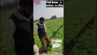 નિધી કૈલાસ-૫ (Nidhi kailash-5) જે આપે ઉત્પાદન મબલખ #cuminseeds #agriculture #shorts #shortvideo