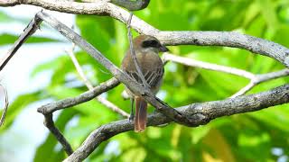 อีเสือสีน้ำตาล (Brown shrike)  #นกอีเสือสีน้ำตาล #Brownshrike