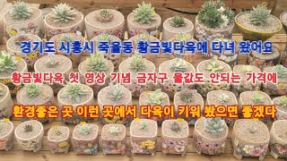 문의010-2302-6690 황금빛다육 소개와 명품 금다육을 어디서 이런 가격에 구할 수 있을까? KoreaSucculent たにくしょくぶつ 多肉植物