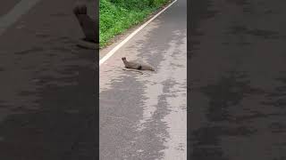 കീരിയും പാമ്പും || Mongoose Vs Kobra