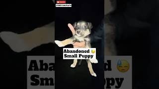 Rescue Abandoned Small Puppy 😓 | #rescue