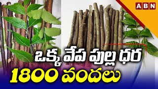 ఒక్క వేప పుల్ల ధర 1800 | Why This Single Neem Stick Cost is 1800? | ABN