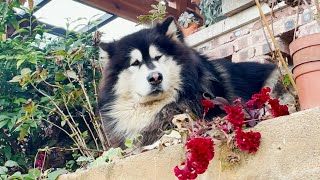 Naughty Dawang sleep on the flower pot crushed all his master’s flowers