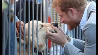 Prince Harry greets adorable police d.o.g during official visit to New York - ‘So sweet!’