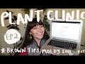 Why Your Plant has Brown Tips, Moldy Soil, & More | PLANT CLINIC EP 2