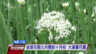 桃園大溪韭菜花”九月雪” 邀請民眾來看花 20190916 公視早安新聞