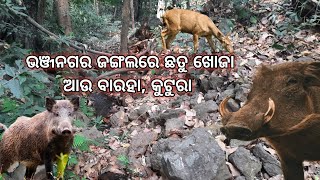 ଭଞ୍ଜନଗର ସୁରାଦେବୀ ଜଙ୍ଗଲରେ ଛତୁ ଖୋଜା 🐆 ll Bhanjanagar Jungle ରେ କୁଟୁରା, ବାରହା, ମୟୁର ଆଉ ବାଘ... ଆସ ଦେଖିବା