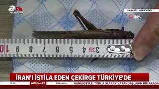 Turkiye'de Çekirge istilası