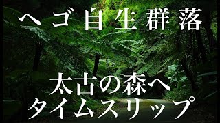 【種子島】ヘゴ自生群落