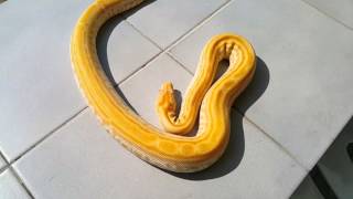 Pearl labyrinth burmese python