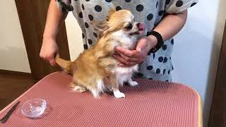 犬のアロマトリートメント