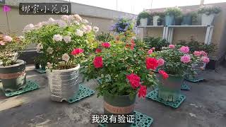 进入9月后，可以对月季做这些事儿了After entering September, you can do these things to the roses