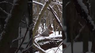 Печальная Белочка (Sad Squirrel)  #squirrel