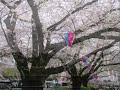 『館林さくらとこいのぼりの里まつり（館林市）』満開の桜＆こいのぼりの絶景　令和６年４月７日【日】