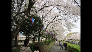 『館林さくらとこいのぼりの里まつり（館林市）』満開の桜＆こいのぼりの絶景　令和６年４月７日【日】