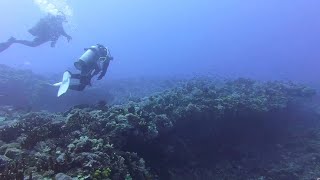 紫坪礁 綠島 ズーピンジャオ 台湾 カンムリブダイ