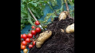 Worlds first TomTato Plant