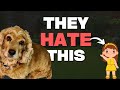 10 Human Behaviours that English Cocker Spaniel Secretly Hate | Part 1