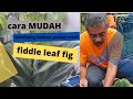 Cara mudah cambahkan pokok viral fiddle leaf fig #when and how to notch your fiddle leaf fig