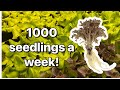 How I start 1,000 seeds each week! Hydroponic seed sewing!