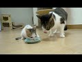 what happens when the big cats tries to steal the rescued kitten s food │ episode.266